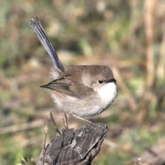 Malurus cyaneus (Superb Fairywren) at Hackett, ACT - 8 Jun 2019 by jb2602