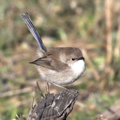 Malurus cyaneus (Superb Fairywren) at Hackett, ACT - 8 Jun 2019 by jbromilow50