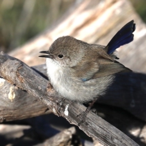 Malurus cyaneus at Hackett, ACT - 8 Jun 2019