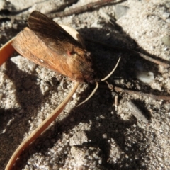 Oxycanus (genus) (Unidentified Oxycanus moths) at Endrick, NSW - 21 May 2019 by RobParnell