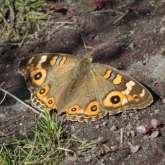 Junonia villida (Meadow Argus) at Sassafras, NSW - 22 May 2019 by RobParnell