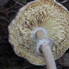 Macrolepiota clelandii (Macrolepiota clelandii) at Malua Bay, NSW - 22 Jun 2019 by lyndallh
