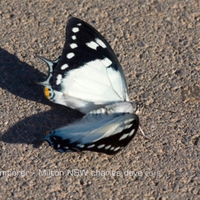 Charaxes sempronius (Tailed Emperor) at Milton, NSW - 6 Mar 2018 by Charles Dove