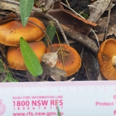 Cortinarius sp. (Cortinarius) at Rosedale, NSW - 23 Apr 2019 by lyndallh@bigpond.com