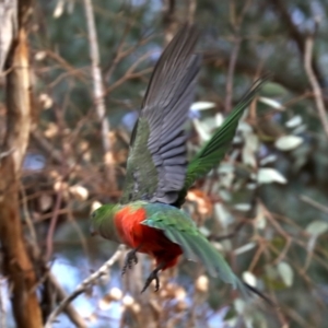 Alisterus scapularis at Ainslie, ACT - 9 Jun 2019