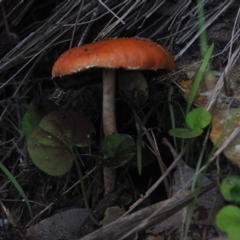 Leratiomcyes ceres (Red Woodchip Fungus) at Guerilla Bay, NSW - 25 May 2019 by lyndallh