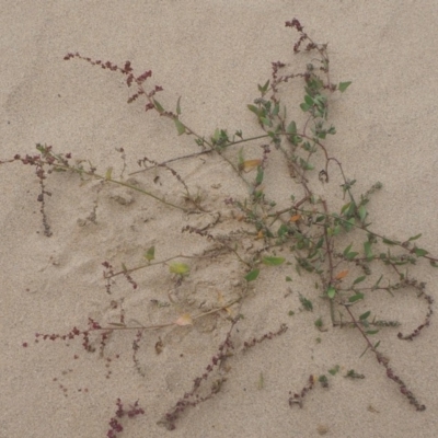 Atriplex australasica (Native Orache) at Guerilla Bay, NSW - 25 Apr 2019 by lyndallh@bigpond.com