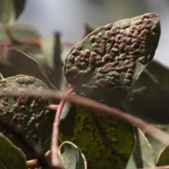 Eucalyptus insect gall at Michelago, NSW - 22 Apr 2019