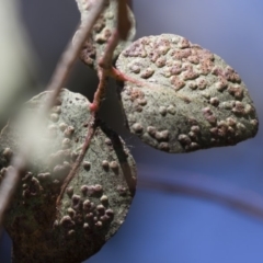 Eucalyptus insect gall at Michelago, NSW - 22 Apr 2019