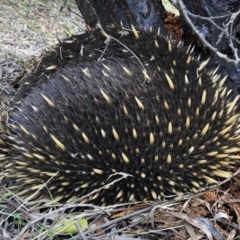 Tachyglossus aculeatus (Short-beaked Echidna) at Michelago, NSW - 16 Jun 2019 by Illilanga
