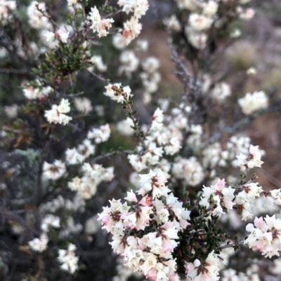 Cryptandra amara (Bitter Cryptandra) at Ainslie, ACT - 23 Jun 2019 by JessGio