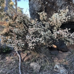 Cryptandra amara at Ainslie, ACT - 24 Jun 2019 09:01 AM