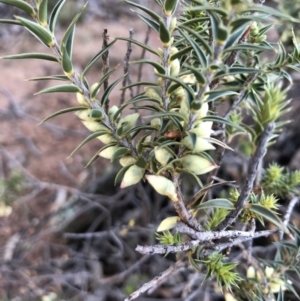 Melichrus urceolatus at Ainslie, ACT - 24 Jun 2019