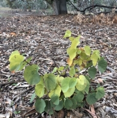 Cercis siliquastrum (Judas Tree) at Ainslie, ACT - 19 Jun 2019 by JessGio