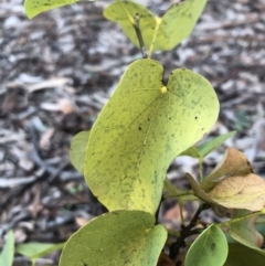 Cercis siliquastrum at Ainslie, ACT - 20 Jun 2019