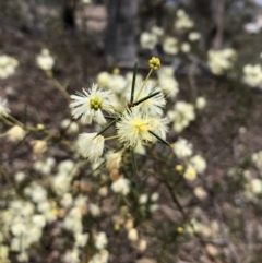 Acacia genistifolia at Kowen, ACT - 10 Jun 2019