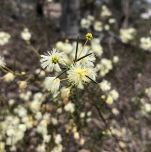 Acacia genistifolia at Kowen, ACT - 10 Jun 2019