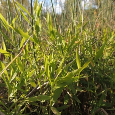 Isachne globosa (Swamp Millet) at Tuggeranong DC, ACT - 3 Apr 2019 by michaelb