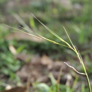 Microlaena stipoides at Tuggeranong DC, ACT - 3 Apr 2019