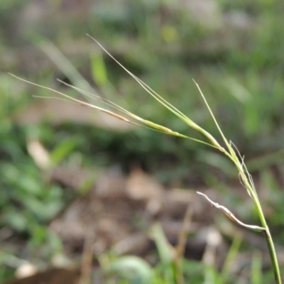 Microlaena stipoides (Weeping Grass) at Tuggeranong DC, ACT - 3 Apr 2019 by MichaelBedingfield