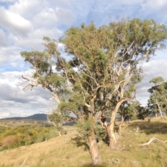 Eucalyptus blakelyi (Blakely's Red Gum) at Tuggeranong DC, ACT - 3 Apr 2019 by MichaelBedingfield