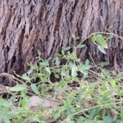 Einadia nutans (Climbing Saltbush) at Conder, ACT - 4 Apr 2019 by MichaelBedingfield