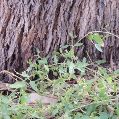 Einadia nutans (Climbing Saltbush) at Conder, ACT - 3 Apr 2019 by michaelb