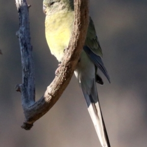 Psephotus haematonotus at Fyshwick, ACT - 21 Jun 2019 11:01 AM