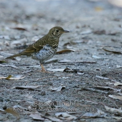 Zoothera lunulata (Bassian Thrush) at Burrill Lake, NSW - 18 Jun 2019 by Charles Dove