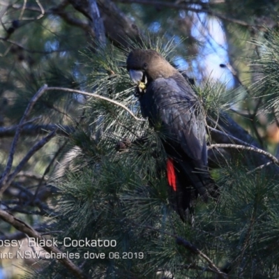 Calyptorhynchus lathami lathami (Glossy Black-Cockatoo) at Ulladulla, NSW - 19 Jun 2019 by CharlesDove