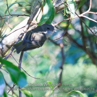 Pachycephala pectoralis (Golden Whistler) at Narrawallee Foreshore and Reserves Bushcare Group - 20 Jun 2019 by Charles Dove