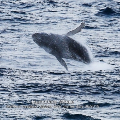 Megaptera novaeangliae (Humpback Whale) at Ulladulla, NSW - 19 Jun 2019 by Charles Dove
