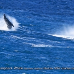 Megaptera novaeangliae (Humpback Whale) at Ulladulla, NSW - 22 Jun 2019 by CharlesDove