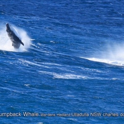 Megaptera novaeangliae (Humpback Whale) at Ulladulla, NSW - 21 Jun 2019 by Charles Dove