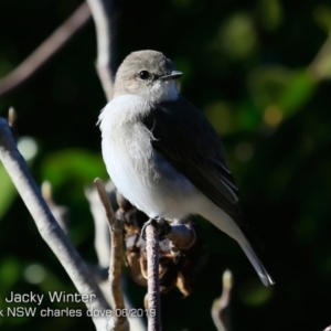 Microeca fascinans at Mollymook, NSW - 20 Jun 2019 12:00 AM