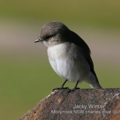 Microeca fascinans at Mollymook, NSW - 20 Jun 2019 12:00 AM