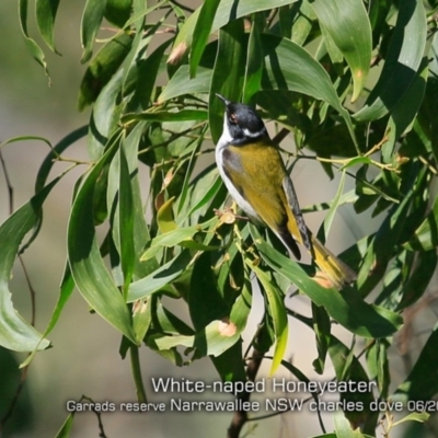 Melithreptus lunatus (White-naped Honeyeater) at Narrawallee, NSW - 21 Jun 2019 by CharlesDove