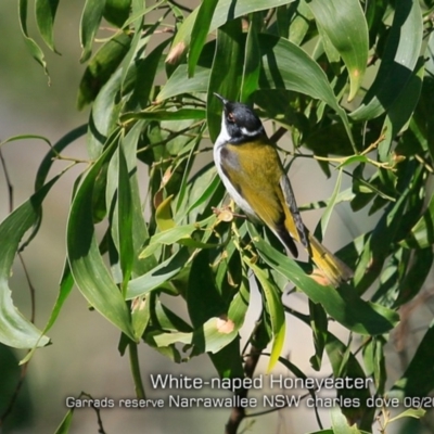 Melithreptus lunatus (White-naped Honeyeater) at Narrawallee, NSW - 20 Jun 2019 by Charles Dove