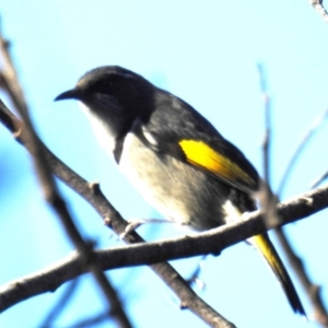 Phylidonyris pyrrhopterus at Acton, ACT - 25 Jun 2019