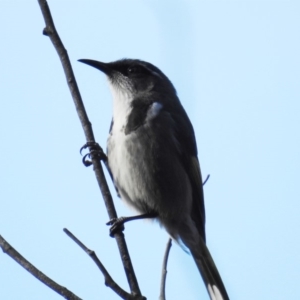 Phylidonyris pyrrhopterus at Acton, ACT - 25 Jun 2019