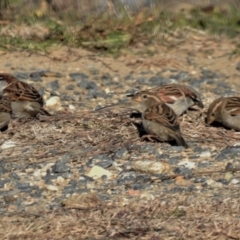 Passer domesticus (House Sparrow) at Tharwa, ACT - 25 Jun 2019 by JohnBundock