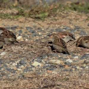 Passer domesticus at Tharwa, ACT - 25 Jun 2019