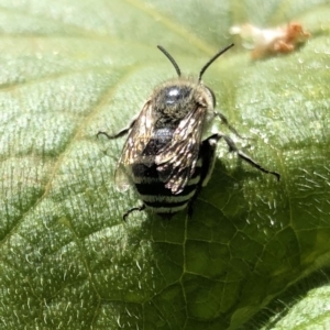 Amegilla sp. (genus) at Ainslie, ACT - 23 Feb 2019 12:18 PM