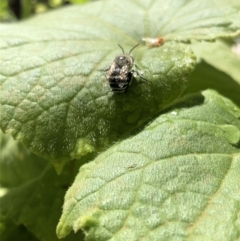 Amegilla sp. (genus) at Ainslie, ACT - 23 Feb 2019 12:18 PM