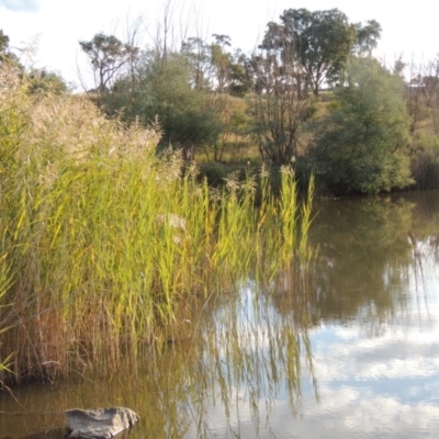 Phragmites australis (Common Reed) at Tuggeranong DC, ACT - 3 Apr 2019 by michaelb