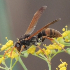 Polistes sp. (genus) (Unidentified paper wasp) at Tuggeranong DC, ACT - 3 Apr 2019 by MichaelBedingfield