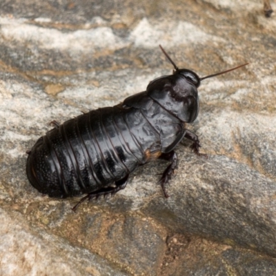 Panesthia australis (Common wood cockroach) at Cotter River, ACT - 10 Mar 2019 by Jek