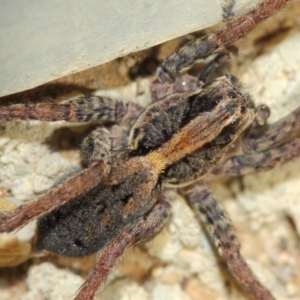 Venatrix pictiventris at Evatt, ACT - 25 Jun 2019 01:07 PM