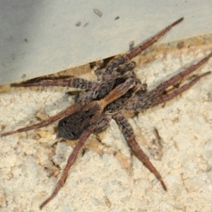 Venatrix pictiventris at Evatt, ACT - 25 Jun 2019 01:07 PM