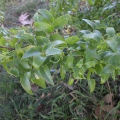 Asparagus asparagoides at Reid, ACT - 26 Jun 2019